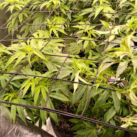 Gg4 22A growlog timeline photo