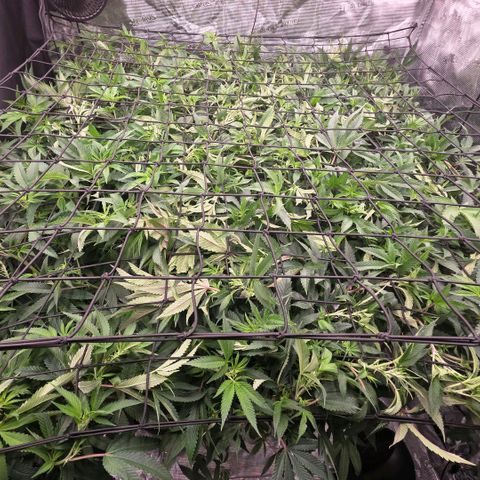 Gelly momma 21A growlog timeline photo
