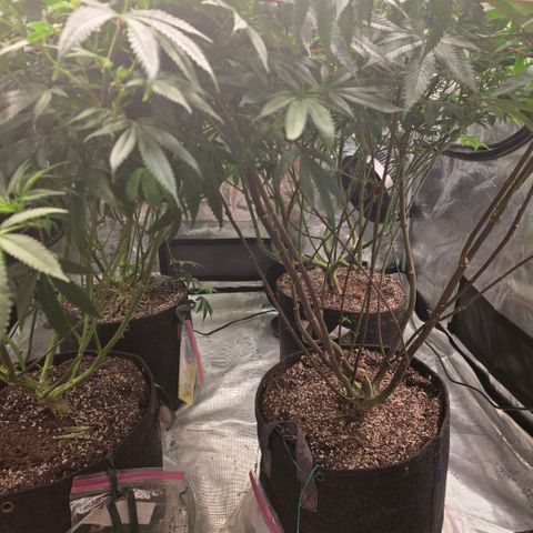Gelly momma 21A growlog timeline photo