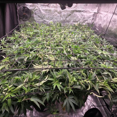 Gelly momma 21A growlog timeline photo