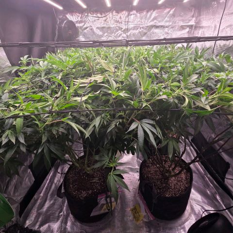 Gelly momma 21A growlog timeline photo