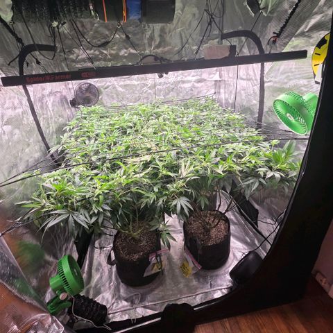 Black phoenix 22A growlog timeline photo