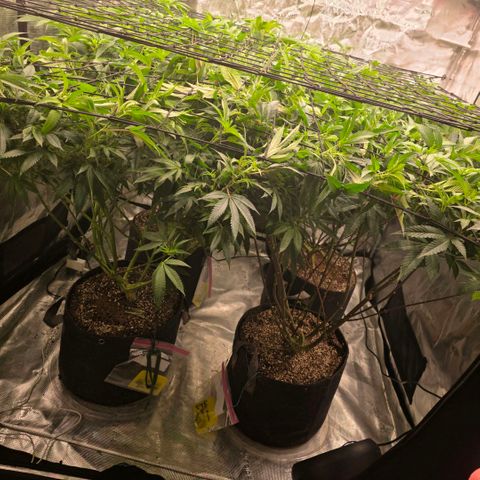 Black phoenix 22A growlog timeline photo