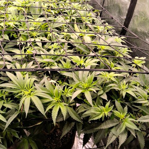 Gelly momma 21A growlog timeline photo