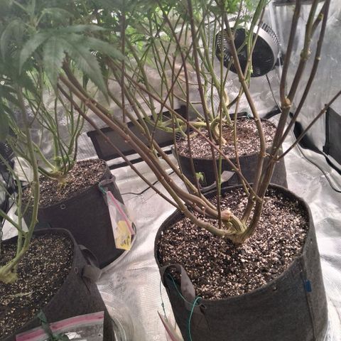 Gelly momma 21A growlog timeline photo