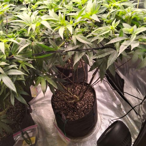 Gelly momma 21A growlog timeline photo