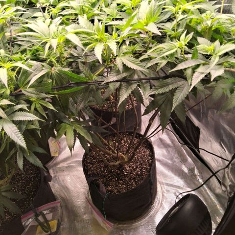 Gelly momma 21A growlog timeline photo