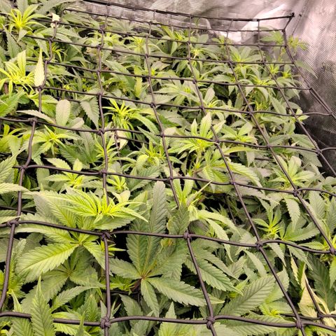 Black phoenix 22A growlog timeline photo