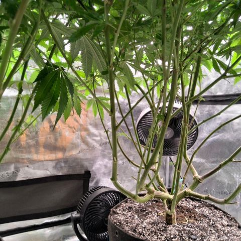 Black phoenix 22A growlog timeline photo