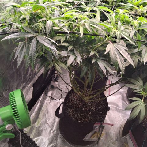 Gg4 21A growlog timeline photo