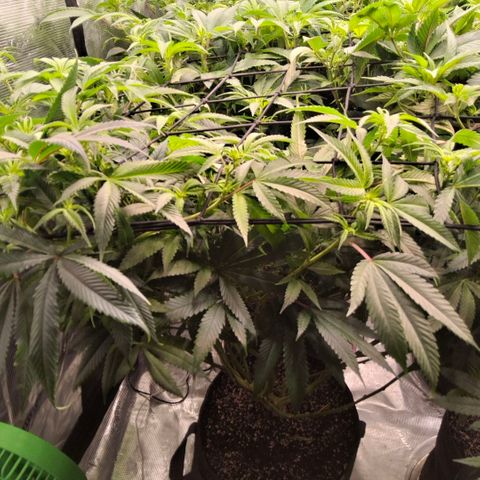 Gg4 21A growlog timeline photo