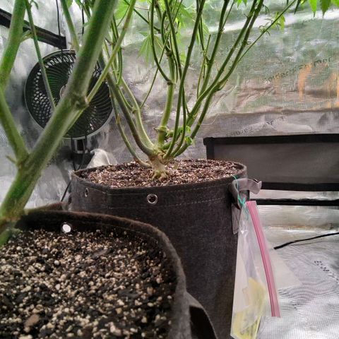 Gg4 21A growlog timeline photo