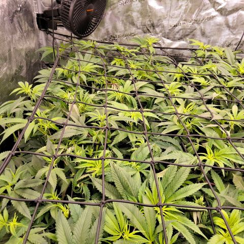 Gg4 21A growlog timeline photo