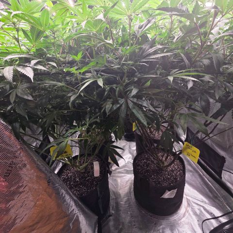 Gelly momma 21A growlog timeline photo