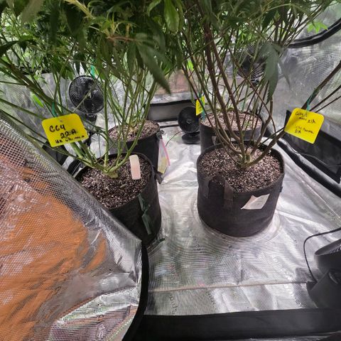 Gelly momma 21A growlog timeline photo