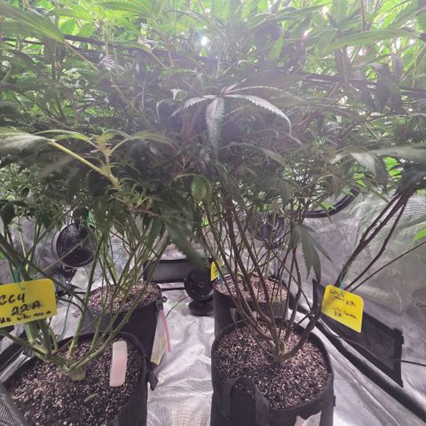 Gelly momma 21A growlog timeline photo