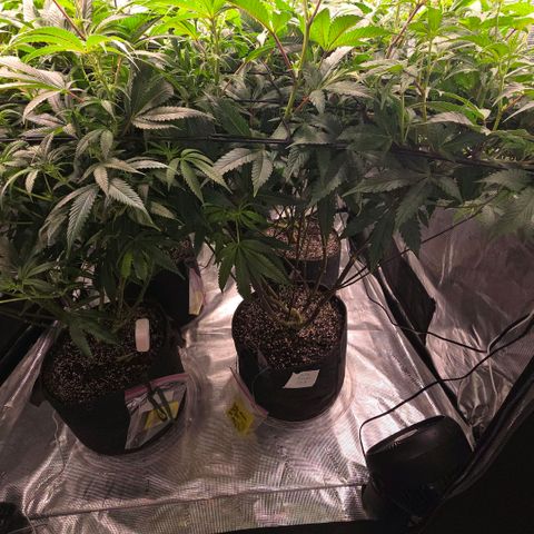 Gelly momma 21A growlog timeline photo