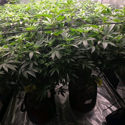 Gelly momma 21A growlog timeline photo