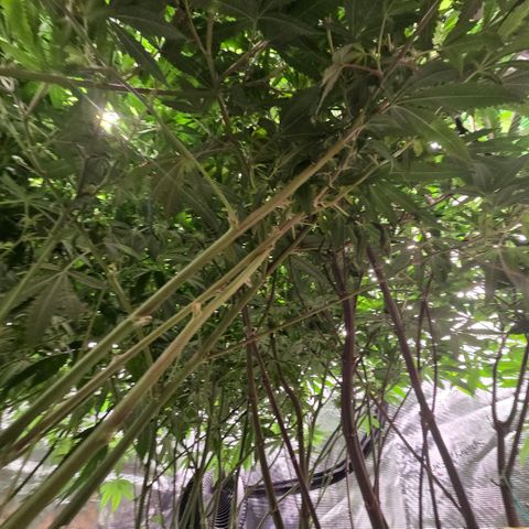 Black phoenix 22A growlog timeline photo