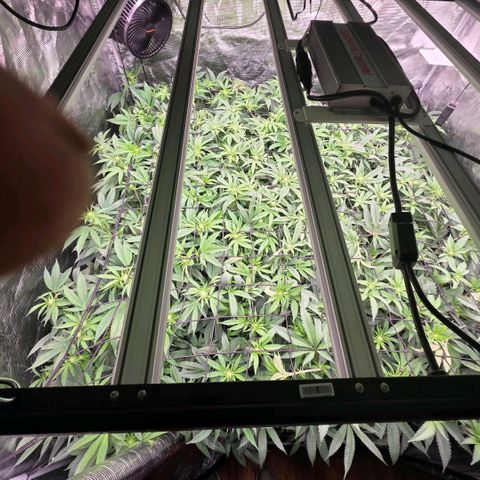 Black phoenix 22A growlog timeline photo