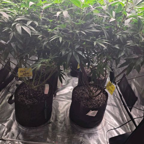 Black phoenix 22A growlog timeline photo
