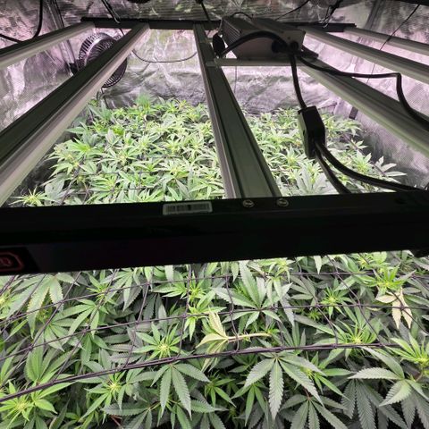 Gg4 22A growlog timeline photo