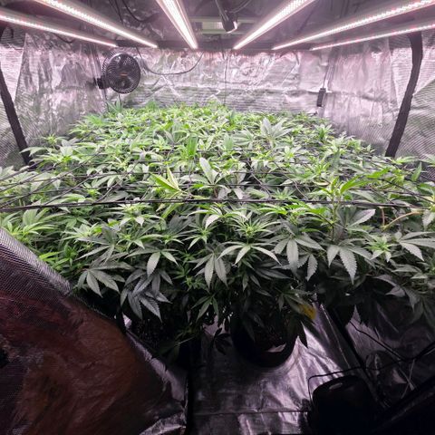 Gg4 22A growlog timeline photo