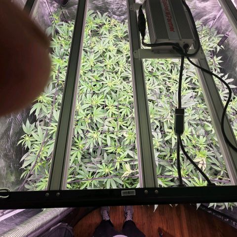 Gg4 22A growlog timeline photo
