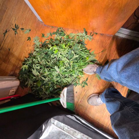 Black phoenix 22A growlog timeline photo