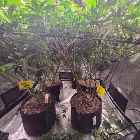 Black phoenix 22A growlog timeline photo