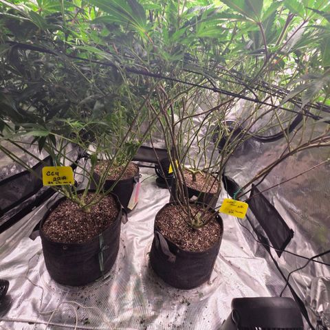 Black phoenix 22A growlog timeline photo