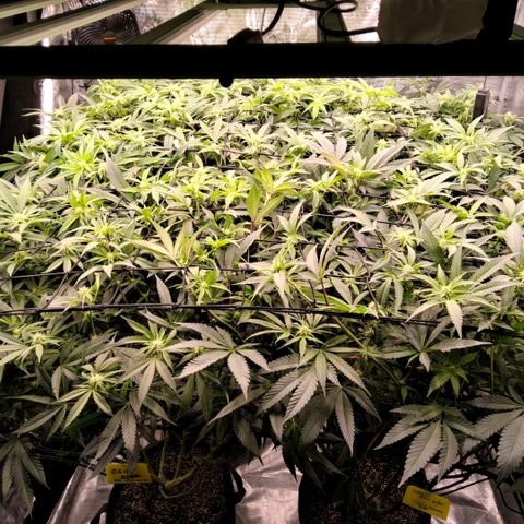 Gg4 22A growlog timeline photo