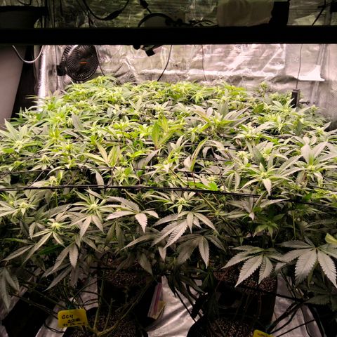 Gg4 22A growlog timeline photo