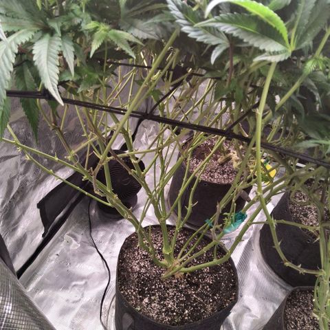 Gg4 21A growlog timeline photo