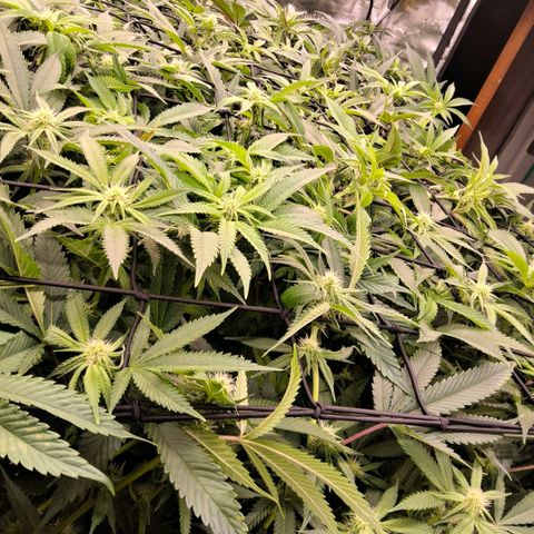 Black phoenix 22A growlog timeline photo