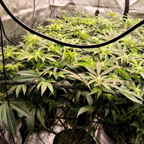 Black phoenix 22A growlog timeline photo