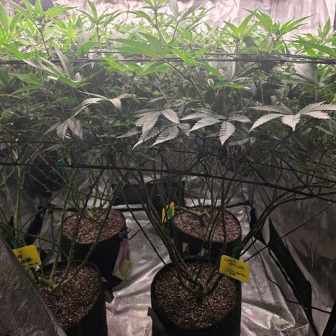 Gelly momma 21A growlog timeline photo