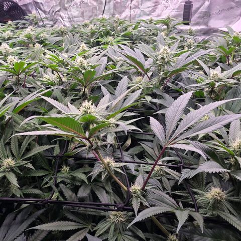 Gg4 21A growlog timeline photo