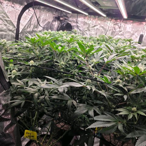 Gg4 22A growlog timeline photo
