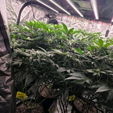 Gg4 22A growlog timeline photo