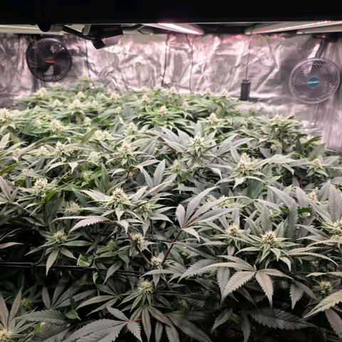 Gelly momma 21A growlog timeline photo