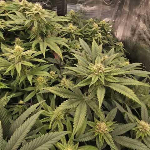 Black phoenix 22A growlog timeline photo