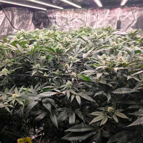 Gg4 21A growlog timeline photo