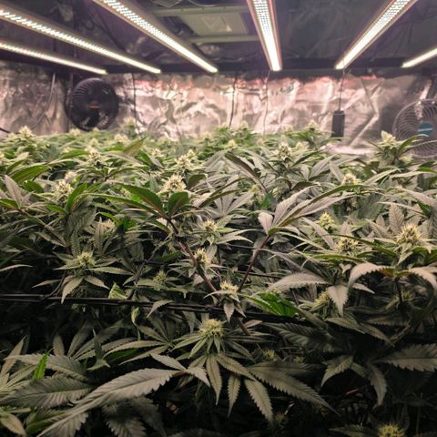 Gg4 21A growlog timeline photo