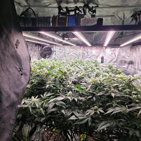 Gg4 22A growlog timeline photo