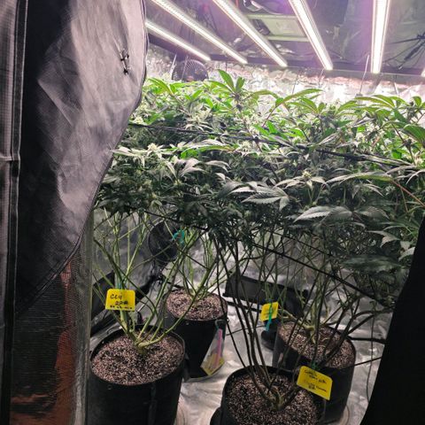 Gg4 22A growlog timeline photo