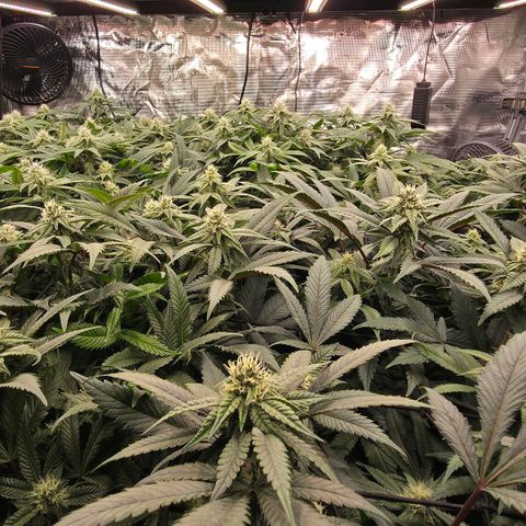 Gg4 21A growlog timeline photo