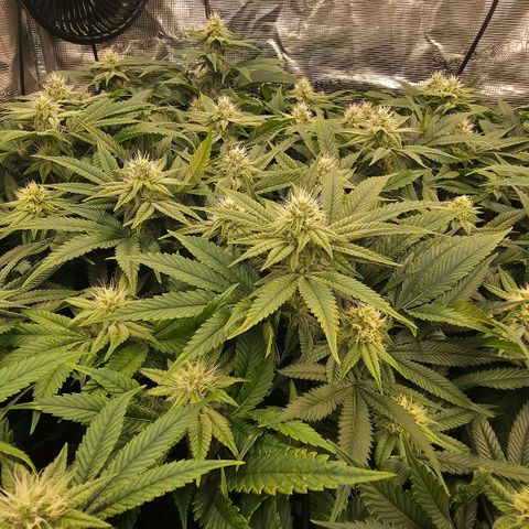 Gg4 22A growlog timeline photo