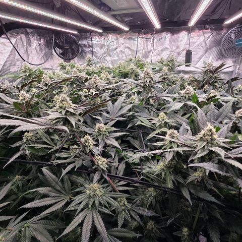 Gelly momma 21A growlog timeline photo
