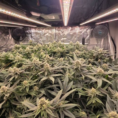 Gg4 21A growlog timeline photo